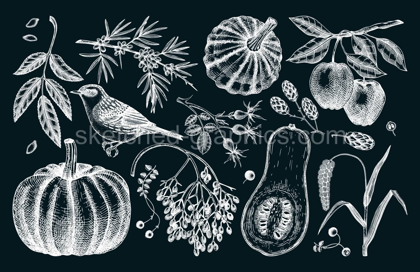 Autumn design elements in sketched style. Botanical drawings of autumn leaves, pumpkins, berries, bird. Vintage fall plants illustrations on chalkboard. Thanksgiving day sketches Illustration